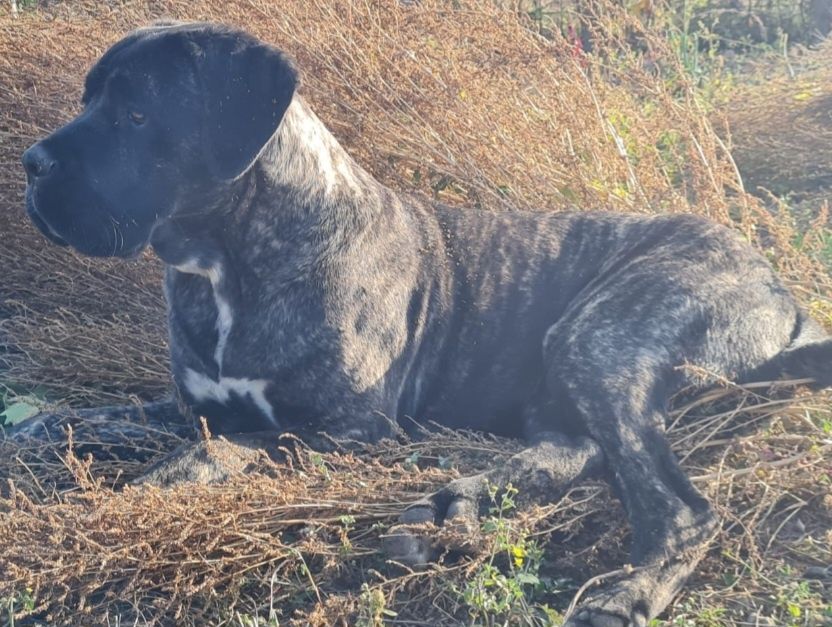 Donez caine cane corso