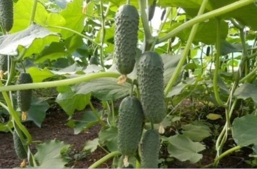 Продам домашние огурцы,