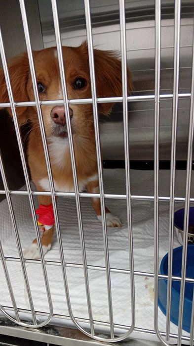 Medic vetererinar • Urgențe Veterinare București