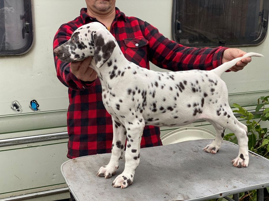 Căței superbi  DALMATIAN cu pedigree FCI !!! Părinți import!