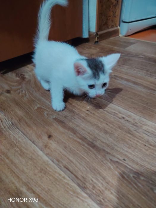 Отдам Кошек бесплатно