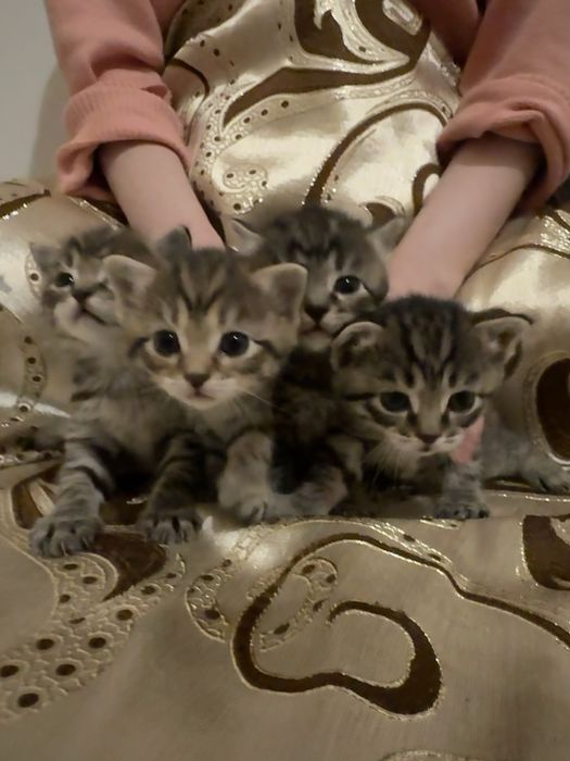Отдам котят бесплатно