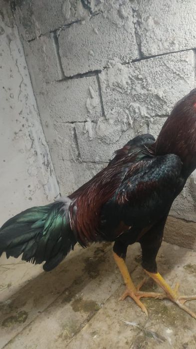 Дакан кораз тауык