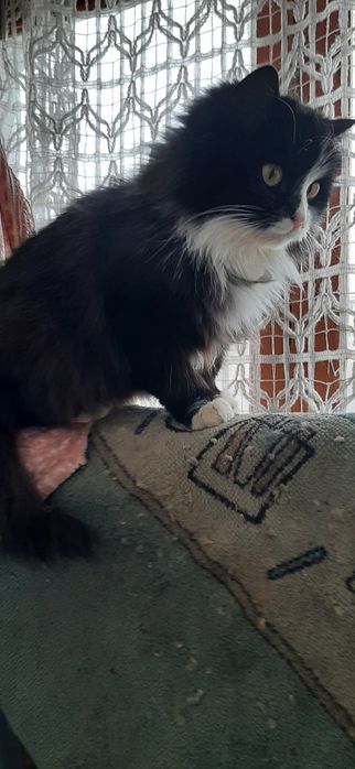 Кошечки домашние протдам Продам домик для кошки или маленькой собачки