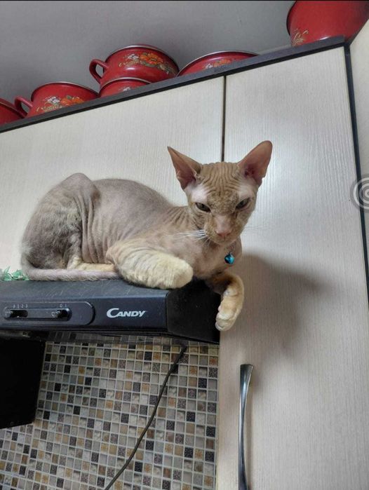 Отдам котика в хорошие руки