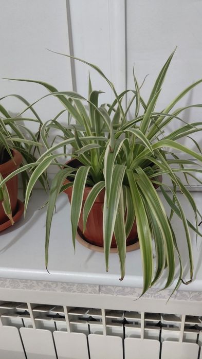 Комнатные растения