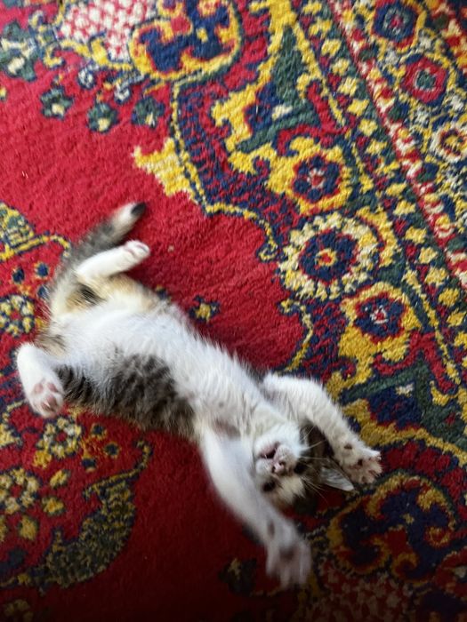 Котик 2 месяца еркек
