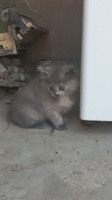 Котята очень красивые