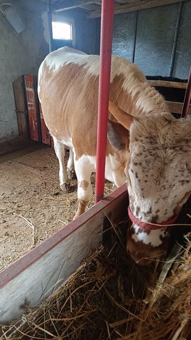 Vaca, junică și vițică de vânzare