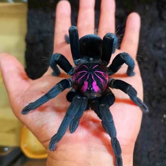 Tarantula Xenethis sp Bright