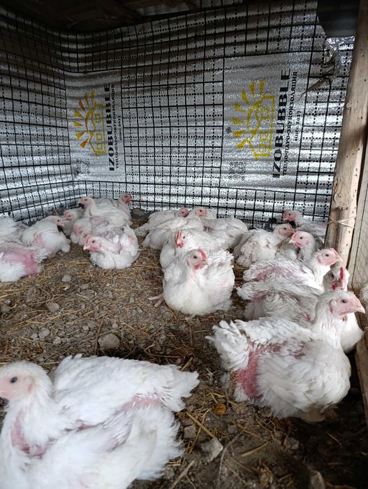 Катрина Боуден фотоххх