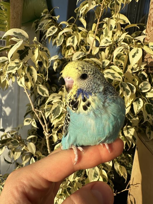 Выставочный волнистый Чех.