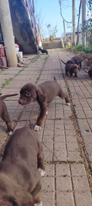 Продават се кученца Курцхар, родени на – 02.11.2025