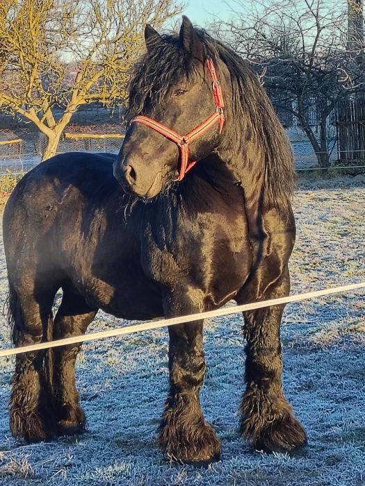 Armăsari pentru monta blond și negru