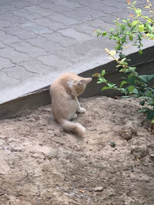 Кошки отдам даром