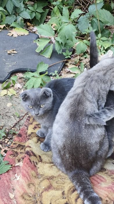 Отдам котят в хорошие руки