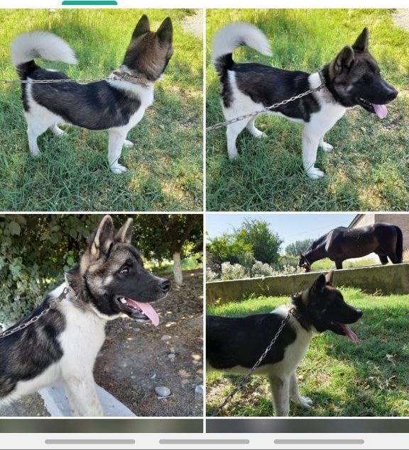 sibir xaskiy  juda aqikiy