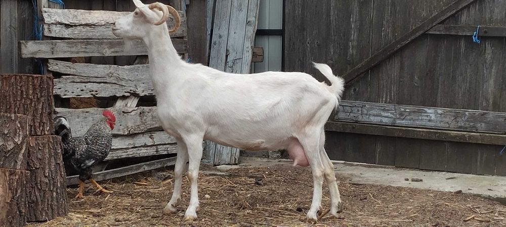 Berbecut de vanzare