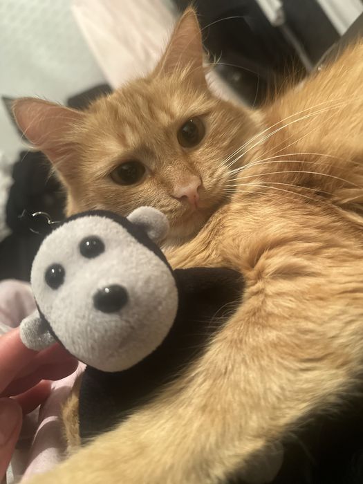 Ищу заботливого хозяина для кошки