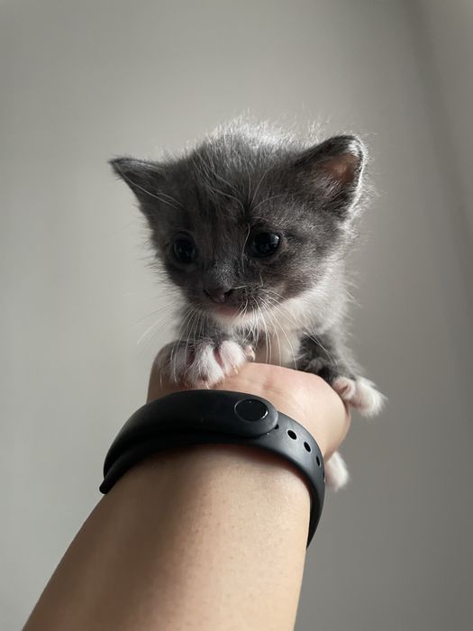 отдам котенка в хорошие руки