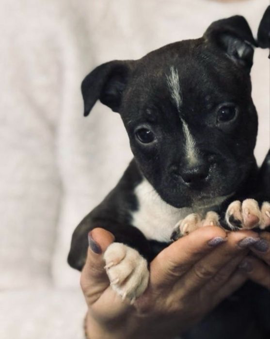 Femela Staffordshire Bull Terrier