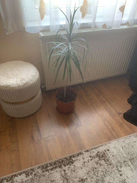 Floare Dracaena ,ghiveci