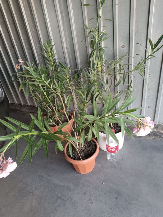 Олеандр (розовый, жёлтый, белый)