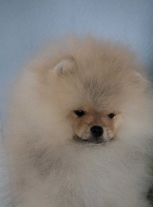 Страхотно момченце померан с родословие FCI