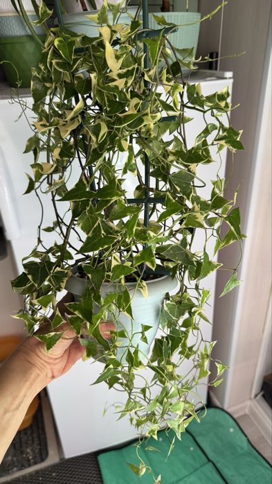 Крестовник  крупноязычковый