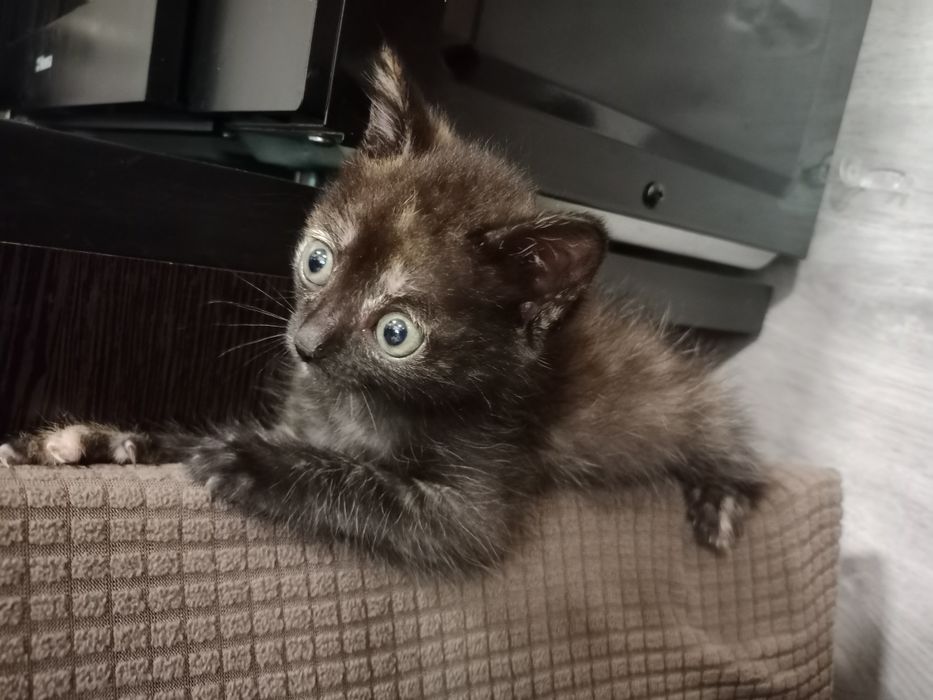 Кошечка ищет дом