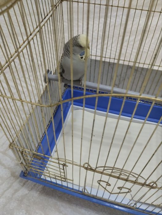 Попугаи Андуки  самка