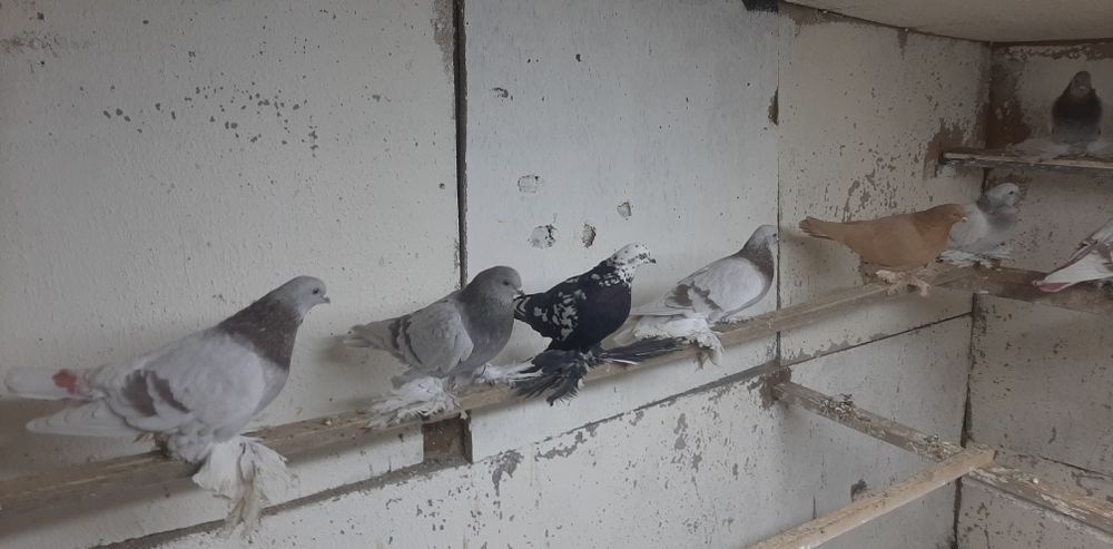 Продам игровых голубей