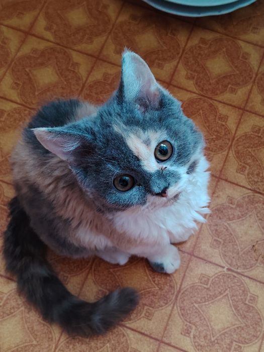 Кудрявые Селкирк Рекс котята