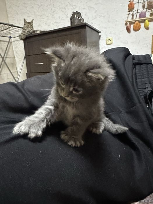 Котята Мейнкуны полидакты!