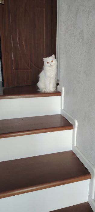 Британские  чистокровные котята.