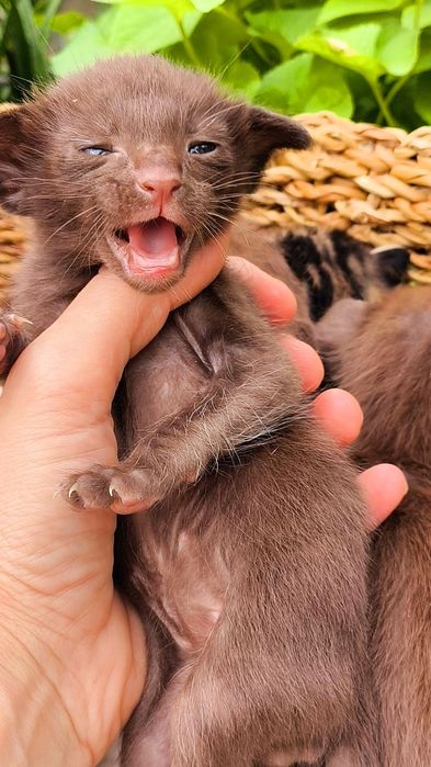 Ориентальные и Сиамы  - МАЛЬЧИКИ и ДЕВОЧКИ