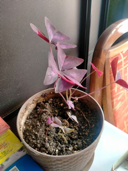 Продам комнатные растения.