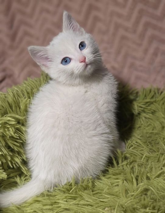 Котенок в добрые руки