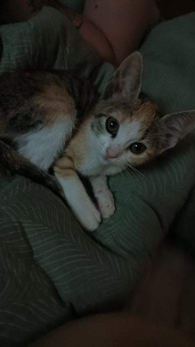 pui de pisica spre adopție
