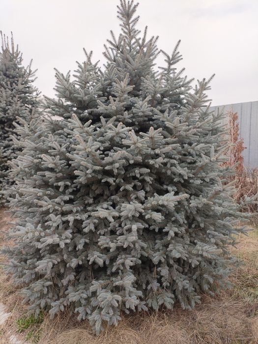 Голубая Ель от 2м и выше