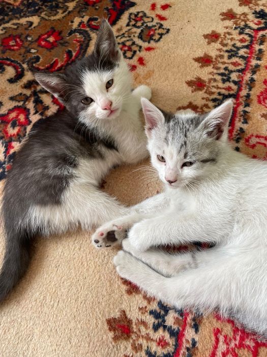 Отдадим в хорошие руки котят
