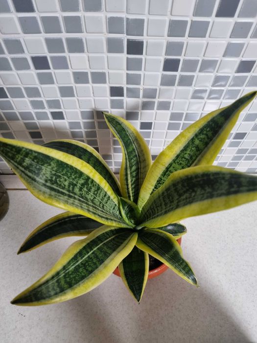 Продам санивьерию