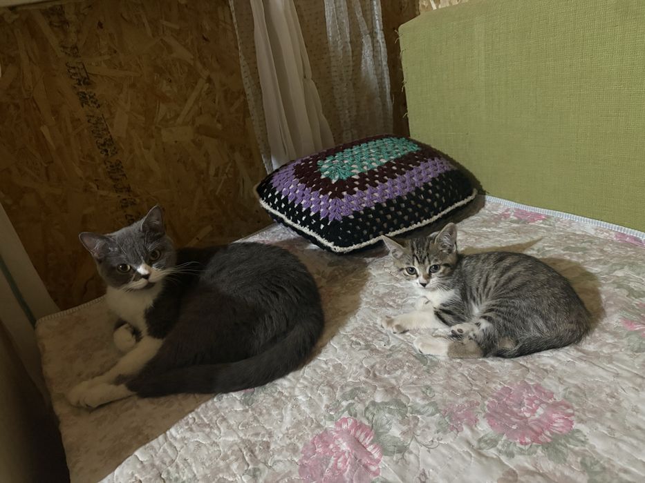 Отдам котенка девочку