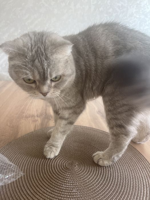 Шотландская мысық 3жас қыз
