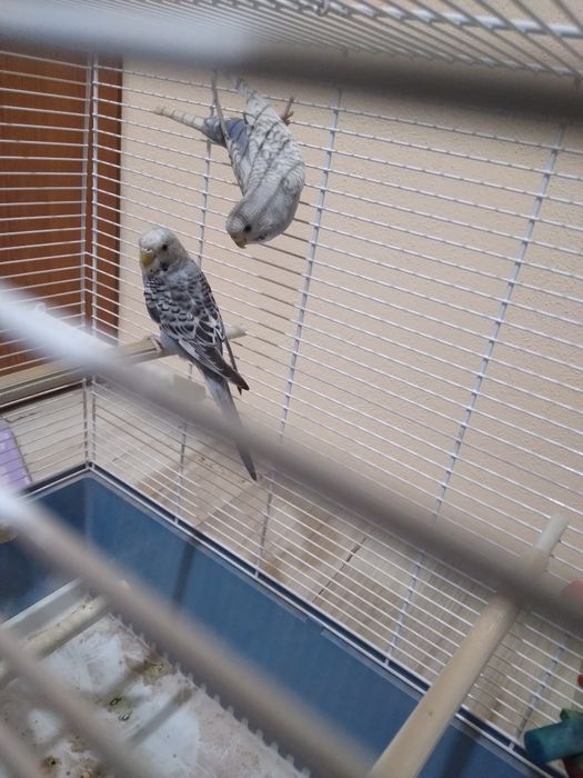 Papagal blând și colorat