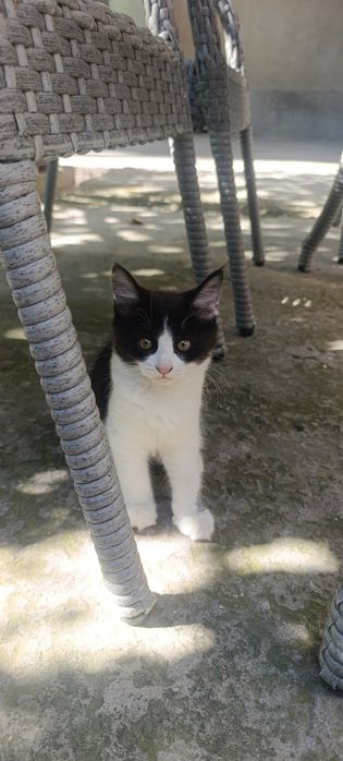 Turetskiy angora bolasi
