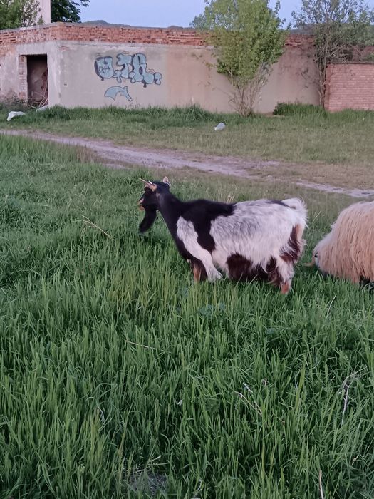 Capră bună. de lapte
