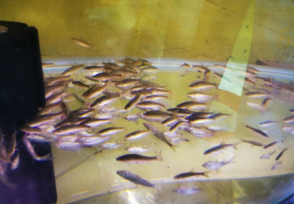 Sanitari de iaz, mananca alge