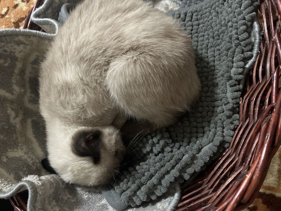 Сиамская   кошка