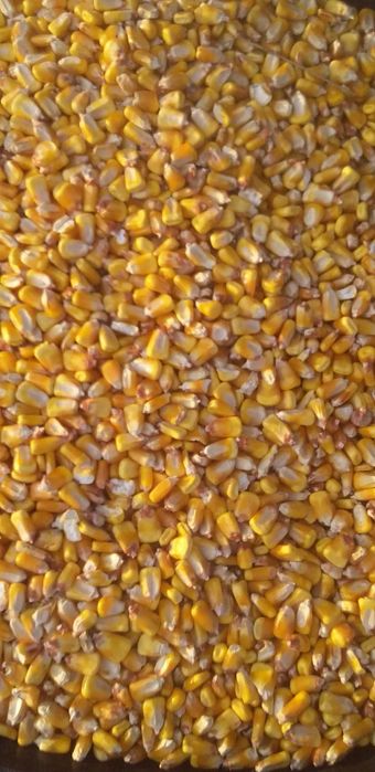 Porumb boabe soi pioner